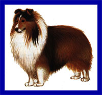 a well breed Shetland Sheepdog